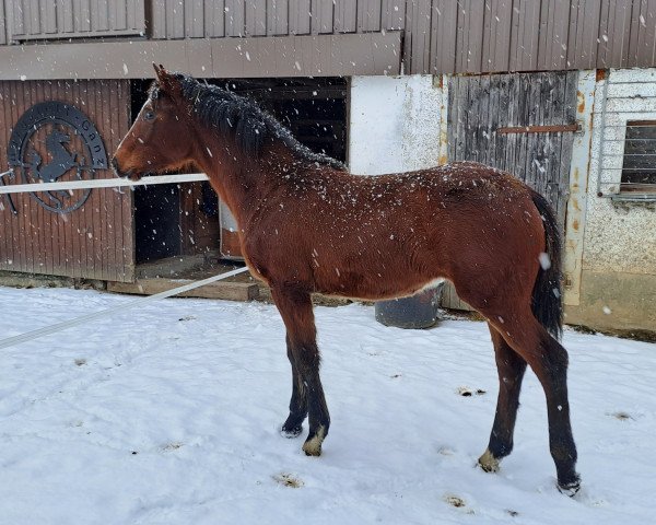 Springpferd Cinzano (Deutsches Sportpferd, 2022, von Ciacomo)