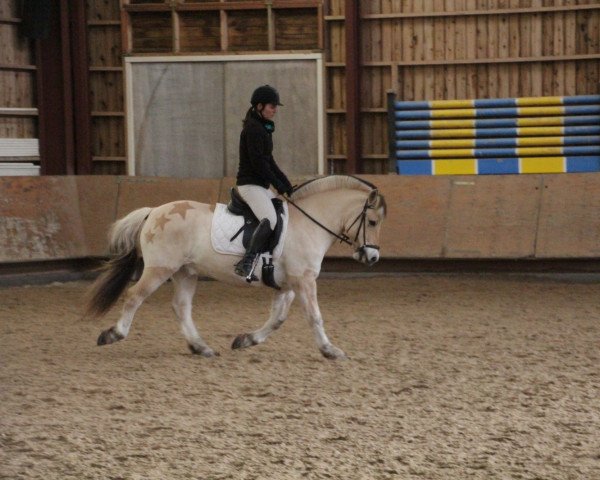 horse Ziack (Fjord Horse, 2003, from Sebastian)