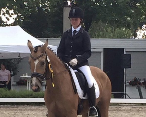 broodmare Champ's Christella (German Riding Pony, 2011, from FS Champion de Luxe)