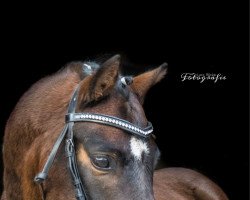 dressage horse Quirin (German Riding Pony, 2015, from Quaterback's Junior)