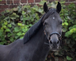 broodmare Caipirinha (Hanoverian, 2015, from Cormint)