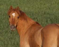 dressage horse Steverheides Delight (German Riding Pony, 2005, from HB Daylight)