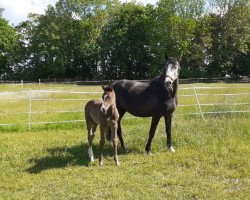 broodmare Loraya (Holsteiner, 2018, from Million Dollar)