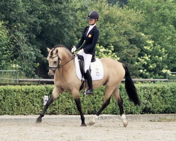 stallion Gin Power (Welsh-Pony (Section B),  , from Power and Paint)