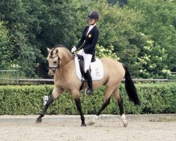 Deckhengst Gin Power (Welsh Pony (Sek.B),  , von Power and Paint)