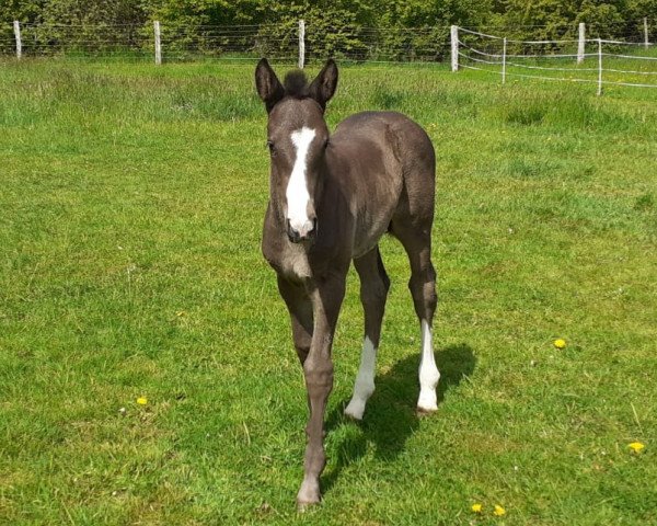 jumper Stute von Corfu de la Vie / Million Dollar (Holsteiner, 2022, from Corfu de La Vie)