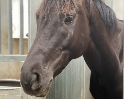 dressage horse Detroit 45 (Trakehner, 2011, from Donauklang)