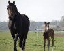 dressage horse Bahrain (German Riding Pony, 2014, from Bob Sinclair R)