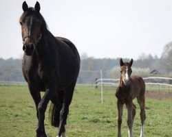 dressage horse Bahrain (German Riding Pony, 2014, from Bob Sinclair R)