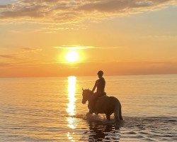 horse Elegante (Portuguese Sporthorse, 2011)