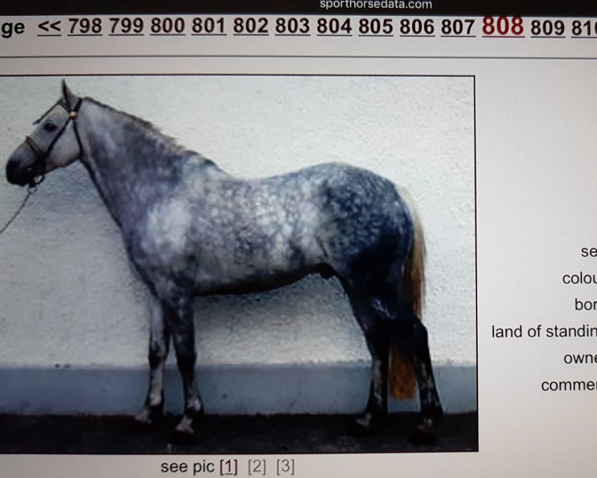 stallion Moyralla Mint (Irish Sport Horse,  )