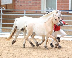 Pferd Fawn (Fjordpferd, 2022, von Fjordbækken’s Sidan)