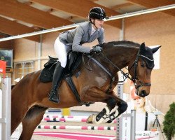 jumper Chacody Blue (German Sport Horse, 2018, from Chacoon Blue)