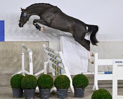 jumper Electric van Koningshof Z (Zangersheide riding horse, 2020, from Echo van het Spieveld)