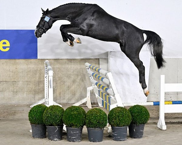 stallion Colvis de Muze (Holsteiner, 2020, from Cornet's Quaprice)