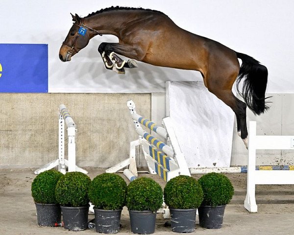 jumper Diego van de Zeshoek Z (Zangersheide riding horse, 2020, from Dominator 2000 Z)