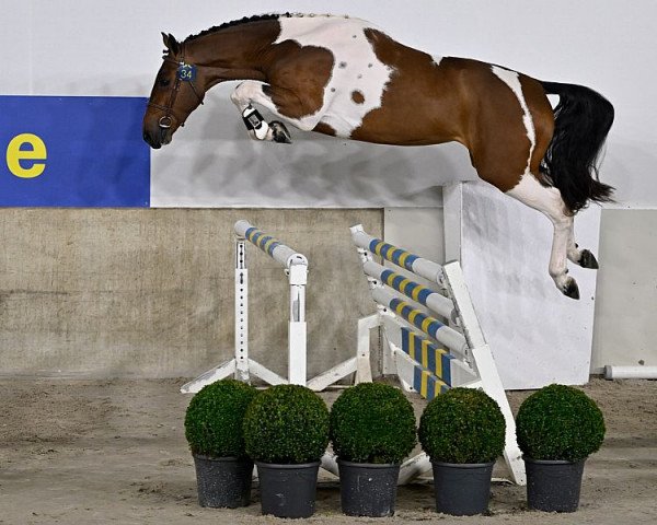 jumper Umbrosso ter Spelonck (Belgian Warmblood, 2020, from Diamant de Semilly)