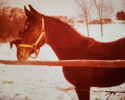 horse Laila (Hessisches Warmblut, 1978, from Lancelot)