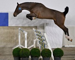 stallion U2 T&m (Belgian Warmblood, 2020, from Emerald van 't Ruytershof)