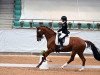 dressage horse Severin 24 (Hanoverian, 2011, from Soliman)