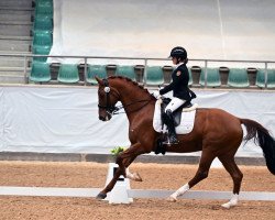 dressage horse Severin 24 (Hanoverian, 2011, from Soliman)