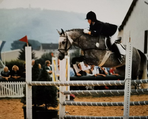 Deckhengst L'Averdy (Hessisches Warmblut, 1989, von Leander)