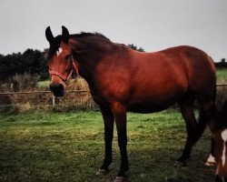 horse Leanschi (Hessisches Warmblut, 1987, from Leander)