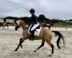 dressage horse Steendieks Donnerlittchen (German Riding Pony, 2013, from Steendieks Champ of Glory)