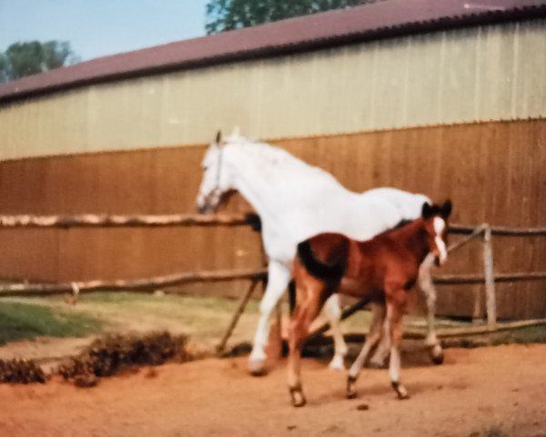 Pferd Coleen 6 (Hessisches Warmblut, 1993, von Caruso)