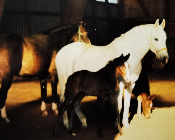 Pferd Caprice (Deutsches Reitpferd, 1990, von Caruso)