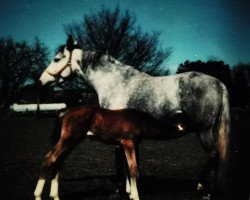 broodmare Jowani (Hessian Warmblood, 1974, from Schah)