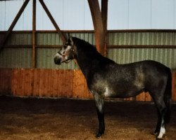 horse Le Pere (German Warmblood, 1985, from Leander)