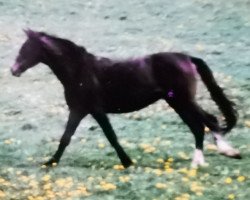 horse Livius 104 (Hessian Warmblood, 1995, from Luxelot)