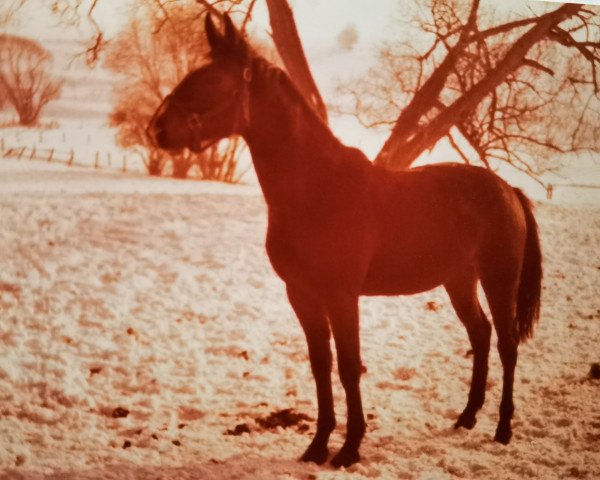 Pferd Leika (Deutsches Reitpferd, 1979, von Lancelot)