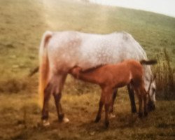 horse Gitano (Deutsches Reitpferd, 1982, from Gottward)