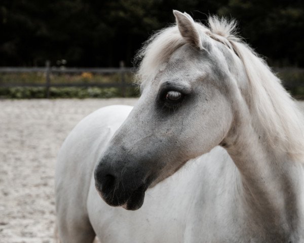 Zuchtstute Snowflake (Shetland Pony (unter 87 cm),  )