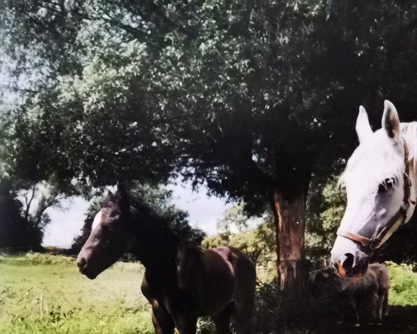 horse Cidre (German Warmblood, 1998, from Caruso 39)