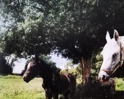 horse Cidre (Deutsches Reitpferd, 1998, from Caruso 39)