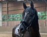 dressage horse Impresso (Trakehner, 2012, from Kasparow)