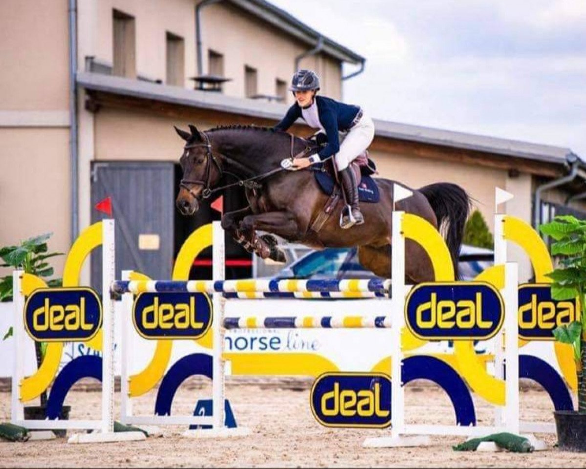 jumper A Bit of Magic (Westphalian, 2014, from Abke 4)