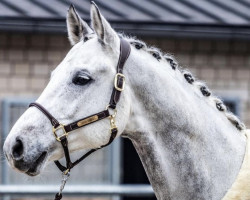 Springpferd Cairo Cajano (Westfale, 2009, von Coronas 2)