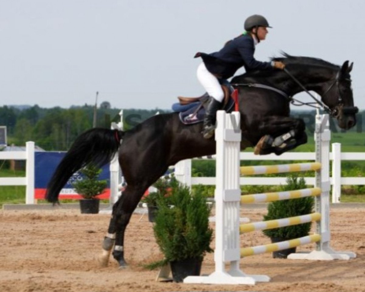 stallion Etos (Polish Warmblood, 2003, from Santiego)