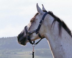 Springpferd Vina Bella (Deutsches Sportpferd, 2019, von Vingino)