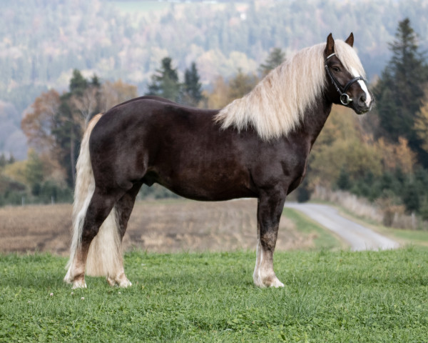 stallion Maffay (Black Forest Horse, 2019, from Mendel)