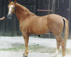 stallion Aragonit (Trakehner, 1978, from Kobryń)