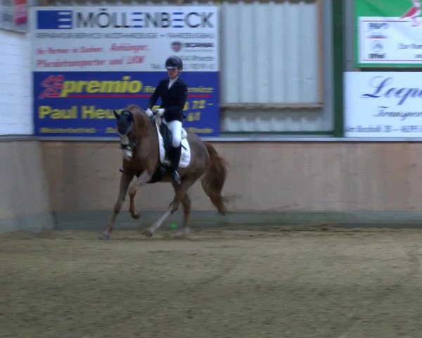 Reitturnier Rhede 2023