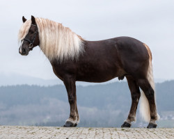 stallion Dony (Black Forest Horse, 2014, from Dachs)