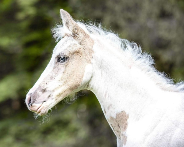 Dressurpferd Golden Apanatschi RW (Deutsches Edelblutpferd, 2021, von Ghost of Manitu RW)