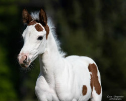 dressage horse Große Kayserin Sissi RW (German noble blood horse, 2020, from Ghost of Manitu RW)