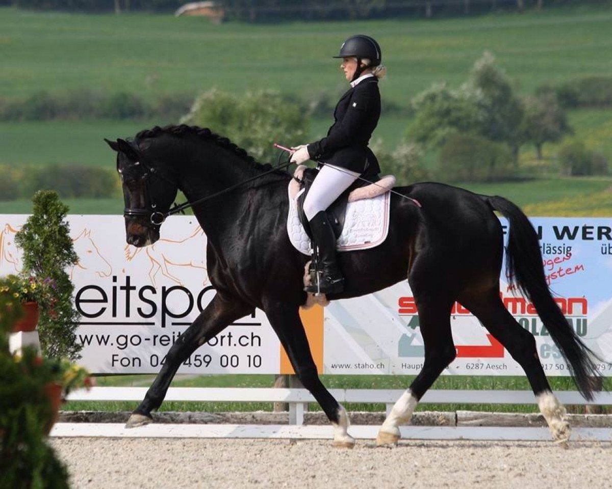dressage horse Rietenberg's Guardian (Swiss Warmblood, 2008, from Gribaldi)